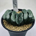 多肉植物：ハオルチア 玉扇114 透明緑線 幅8cm