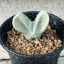 多肉植物:ヘレアンサス 翼(ツバサ)*幅4cm