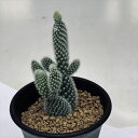 ウチワサボテン:バニーカクタス 象牙団扇*幅3cm
