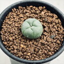 サボテン:ロフォフォラ 烏羽玉*S 幅2cm