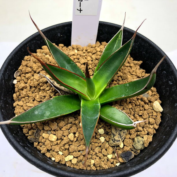 多肉植物：アガベ ペローナ*幅7cmのサムネイル