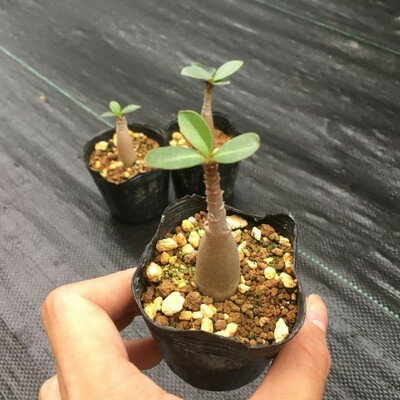 多肉植物：コーデックス・アデニウム(砂漠のバラ)　オベスム×アラビカム*幹幅1.5cm