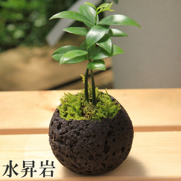 観葉植物：梛　ナギ 小鉢植え　苔付き*鉢を選べます　bonsai　ご神木 縁起の良い お守り お祝い プレゼント