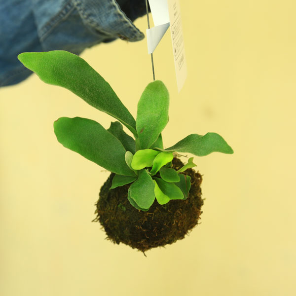 観葉植物：苔玉コウモリラン（ビカクシダ）*Sサイズ