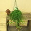 観葉植物 多肉植物:カランコエ フィフィ*(吊り鉢)