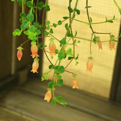 カランコエ 植物図鑑 カランコエ 植物図鑑