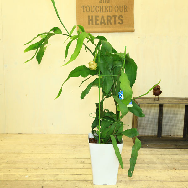 げっかびじん　観葉植物　多肉植物　サボテン：月下美人　グラシア*鉢色選べます。(大型ヤマト便配送)