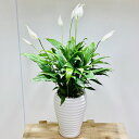 スパティフィラム 観葉植物：スパティフィラム　ホワイト*BB2陶器鉢　丸い受皿付　スパッティ