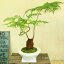 希少品種・観葉植物:ゴールデンモンキー(孫悟空)*タカワラビ(特大)・あすか陶器鉢(受け皿・苔付)