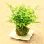 観葉植物:アジアンタム苔玉*白角受け皿