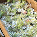観葉植物:チランジア エアープランツ*3種セット