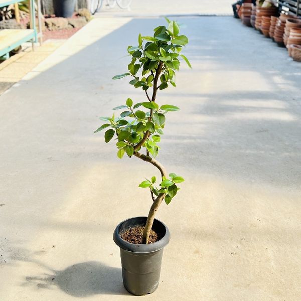 ゴムの木 おしゃれ　観葉植物：フランスゴムの木*フィカスルビギノーサ　プラポット　バークチップ