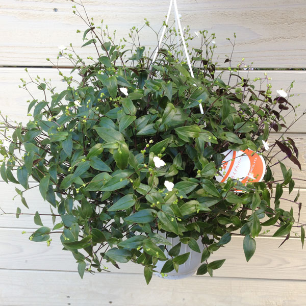 観葉植物　鉢花・吊り鉢：ブライダルベール*6号のサムネイル