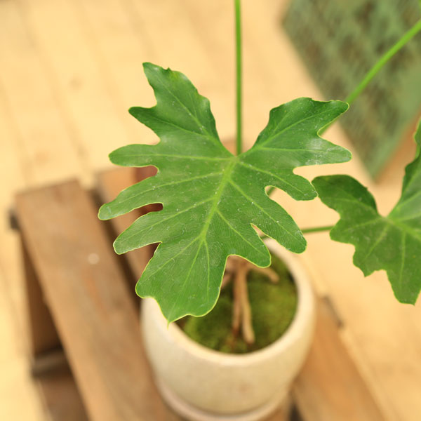 部屋をおしゃれにセンスアップ ちょっとめずらしい観葉植物11選 農業 ガーデニング 園芸 家庭菜園マガジン Agri Pick 部屋をおしゃれにセンスアップ ちょっとめずらしい観葉植物11選 農業 ガーデニング 園芸 家庭菜園マガジン Agri Pick