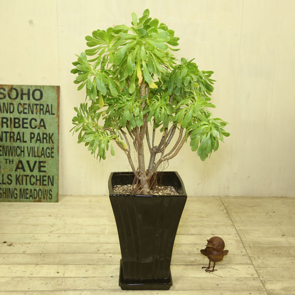 観葉植物　多肉植物：アエオニウム　サンシモン　カナリエンシス*陶器鉢　受皿付のサムネイル