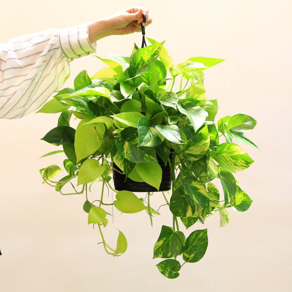 寝室に観葉植物はよくない ウワサの真実 運気アップにおすすめのグリーン4選 暮らし の