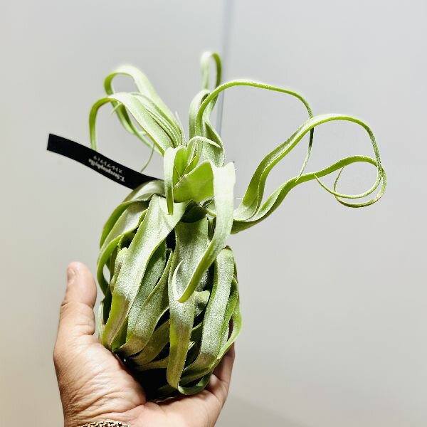 サイズ15cm〜17cm×15cm〜20cm商品情報Tillandsia　streptophylla科目：パイナップル科／属名：チランジア属／花言葉：不屈／非耐寒性多年草／耐寒温度約10℃（環境・生育状況により変わります）撮影日：4月※数量ものの為、写真と若干形状・開花状況が異なる場合がございます。※写真の小物など記載以外の物は商品に含まれません。手入れ・置き場所明るい日陰（半日陰）が適しています。室内ならレースのカーテン越しの柔らかい日が入る場所などがよいでしょう。・水やり1日1回程度、霧吹きなどで株全体に水をかけましょう。時々薄めの液体肥料を葉水で与えると良いです。ご購入後、詳しい手入れ方法を知りたい方は、メール・電話等でお問い合わせ下さい。配送【業者】 ヤマト運輸【配送サービス名】宅急便納期配達ご希望日時のご指定ができます。お急ぎの場合は午前中までにご注文の場合、即日発送も可能です。最新の状態について写真撮影時より成長することもあり、季節によって姿が違う場合がございます。現在の写真を撮影して画像をお送りすることができますので、お気軽にお申し付けください。