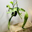 サボテン 観葉植物:エピフィラム プミラム*吊り鉢 4号