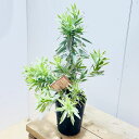 観葉植物：リューカデンドロン シルバーアフリカーナ*6号　プラポット　再入荷しました