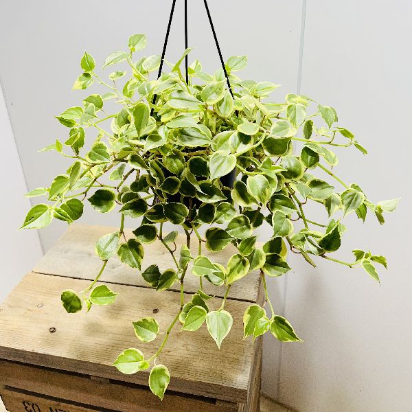 楽天市場】ペペロミア(カラーグリーン・種類(植物)ペペロミア 楽天市場】ペペロミア(カラーグリーン・種類(植物)ペペロミア