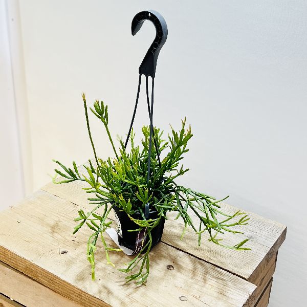 おしゃれ　観葉植物：リプサリス　エワルディアナ*4号　吊り鉢