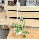 おしゃれ　観葉植物　鉢カバー選べる：フィロデンドロン オルナツム*シロガネカズラ 吊り鉢カバー ハンギング