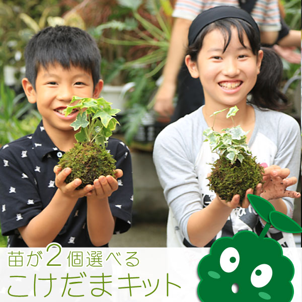 【即日出荷】大人も子供も泥んこ遊び夏休み自由研究：苔玉 こけだま キット 選べる苗2ポット* 作り方説明書付き 【送料無料】