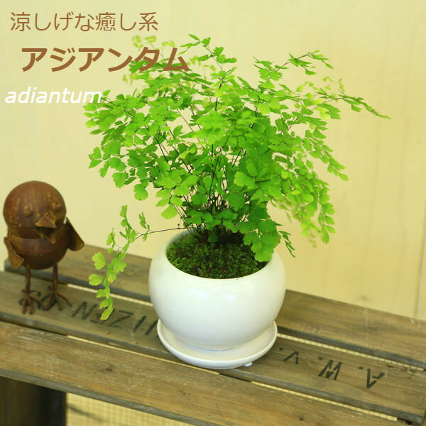 アジアンタム 鉢色選べます 観葉植物：アジアンタム*モダン陶器鉢14cm（受け皿付）苔付き