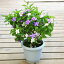 ニオイバンマツリ(匂蕃茉莉)/ブルンフェルシア*お花終わりました