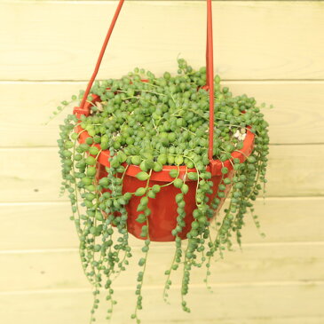 観葉植物　多肉植物:グリーンネックレス*吊り鉢