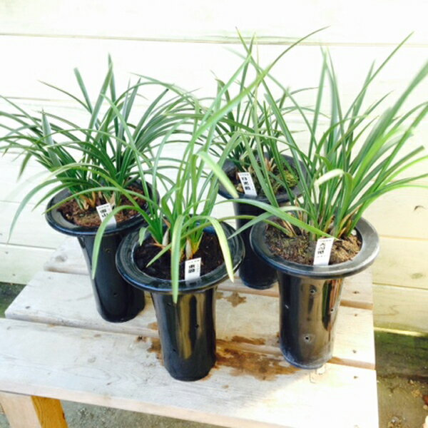 花終わりました【蘭鉢】【春蘭】：日本春蘭・中国春蘭(しゅんらん)*品種選べます