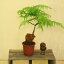 観葉植物:ゴールデンモンキー(孫悟空)タカワラビ*5号
