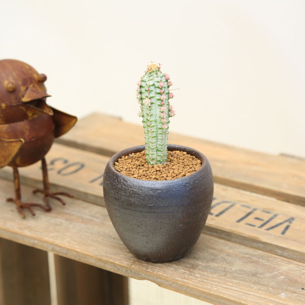 観葉植物：ユーフォルビア　ミルクトロン*瀬戸焼つぼ型鉢のサムネイル