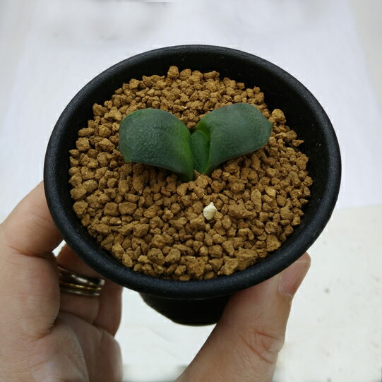 多肉植物：ガステリア　臥牛*幅3〜5cm