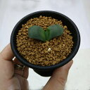 多肉植物:ガステリア 臥牛*幅3〜5cm