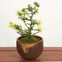 【即日出荷可】ミニ盆栽:白花長寿梅(信楽焼茶丸足付鉢)*bonsai
