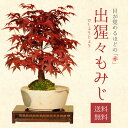 盆栽 ◇楽天1位◇【即日出荷可！】盆栽：出猩々もみじ(瀬戸焼鉢)*bonsai