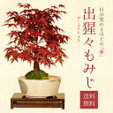 父の日 ギフト プレゼント 楽天1位 【即日出荷可 】盆栽：出猩々もみじ 瀬戸焼鉢 *bonsai