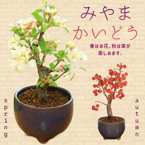  ե ץ쥼ȡ¨вٲġ۾ߺϡɤ(ھȭ)*ڤбbonsai