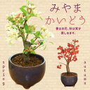 【即日出荷可!】小品盆栽:深山かいどう(信楽焼鉢)*【あす楽対応】bonsai