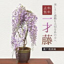 盆栽：一才藤（瀬戸焼深鉢） 【2024年開花終了】【あす楽対応】bonsai