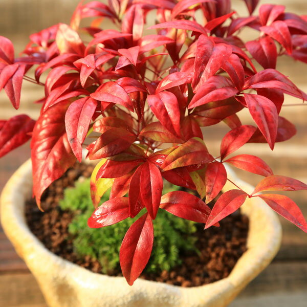 �ߺϡ���¿ʡ��ŷ�ʸ޿���ŷ��* bonsai