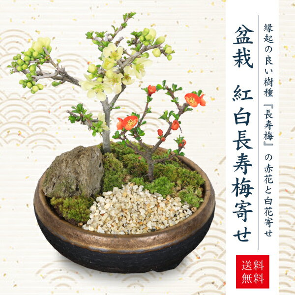 寄せ植え 【父の日ギフト プレゼント】 【即日出荷】小品盆栽：紅白長寿梅寄せ植え（黒イブシ金彩信楽焼鉢）*bonsai