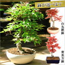 盆栽：特選極太出猩々もみじ*【送料無料】鉢お選びくださいbonsai