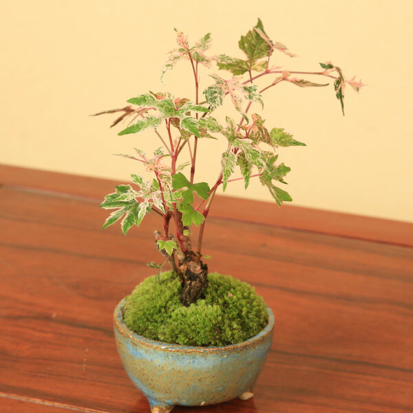 【即日出荷可!】小品盆栽：斑入り野ぶどう(信楽焼小鉢）*【送料無料】bonsai　ノブドウ　のぶどうのサムネイル