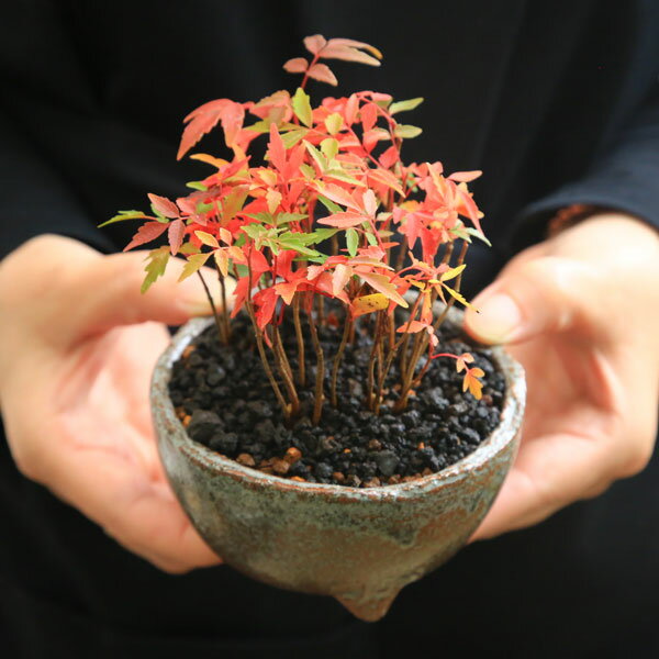 【即日出荷可！】小品盆栽：はぜ寄せ植え(信楽焼小鉢・富士砂）*【送料無料】bonsai