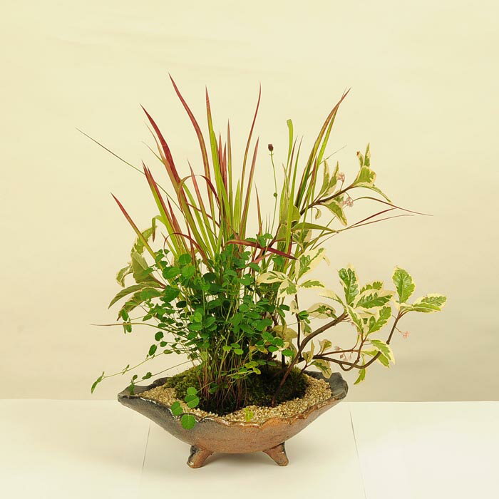 盆栽：山野草寄せ(信楽焼変形鉢)*【送料無料】bonsai