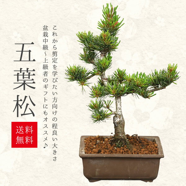 【即日出荷可!】小品盆栽：五葉松(国産長方鉢)*【送料無料】bonsai