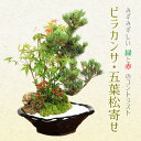 ◇楽天1位◇【父の日ギフト プレゼント】【即日出荷可!】盆栽:ピラカンサ・五葉松寄せ*(瀬戸焼変形鉢)【2025年落実】【あす楽対応】bonsai
