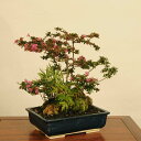 【即日出荷可】盆栽：百日紅・山もみじ寄せ*【送料無料】【あす楽対応】bonsai